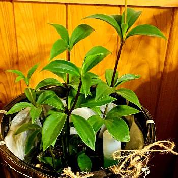 ペペロミアバリエーションの一覧 Greensnap グリーンスナップ