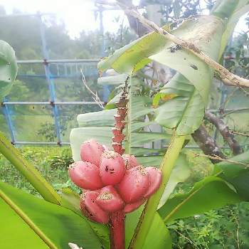 ピンクバナナの画像 by あしたか彦さん | 畑とムサ・ウェルティナとピンクバナナと陽月農園内とヤンバルと沖縄県名護市とふぞろいの果実たち