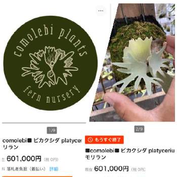 ウィリンキーの投稿画像一覧 Greensnap グリーンスナップ