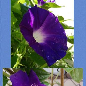シコンノボタン(紫紺野牡丹)の画像 by こよー2ndさん | 小さな庭と好きな色とシコンノボタン(紫紺野牡丹)と朝顔・深青色