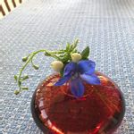 ヒペリカム 白の一覧 Greensnap グリーンスナップ ヒペリカム 白の一覧 Greensnap グリーンスナップ