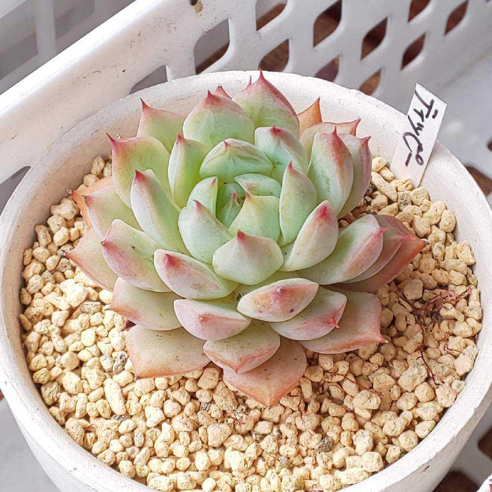 214 ティッピーの生長記録 2022.05.19更新｜🍀GreenSnap