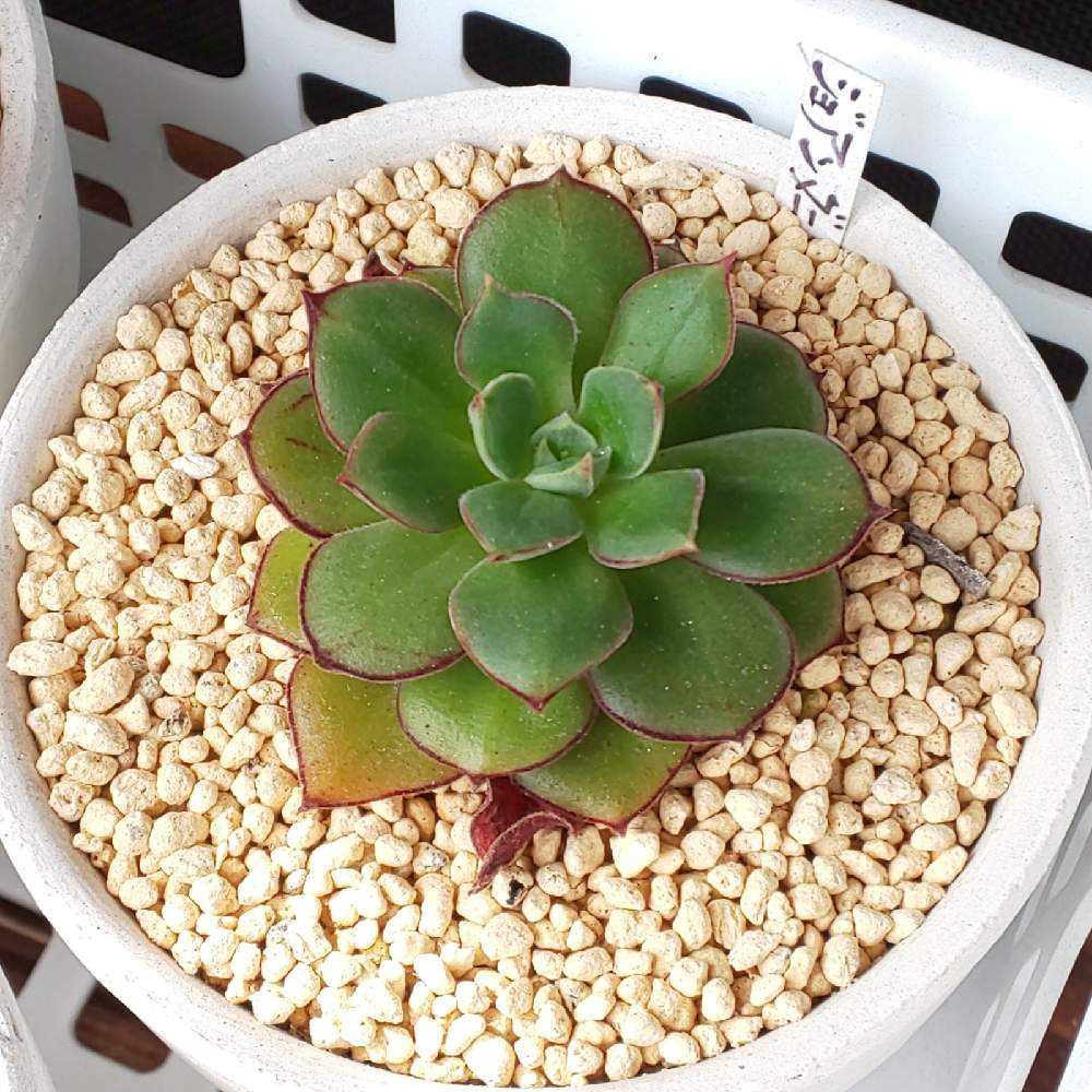 ❀335 ジョアンダニエルの生長記録 2022.05.20更新｜🍀GreenSnap