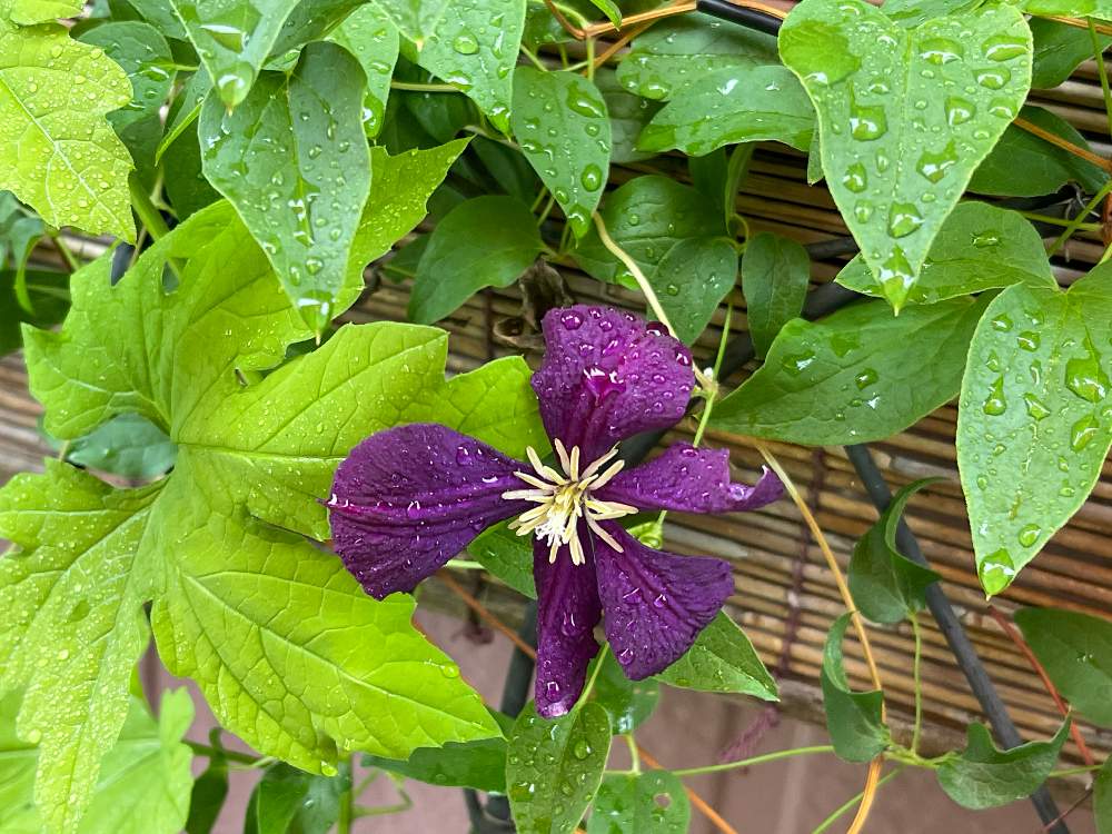 ゴーヤの投稿画像 By みぃさん クレマチス エトワールバイオレットとクレマチス とクレマチス ビチセラ系 21月8月15日 Greensnap グリーンスナップ