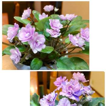 ミニセントポーリアの花の画像 by yukituyuumareさん | 可愛い〜♡とミニセントポーリアの花と園芸歴1年