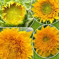 ひまわり,黄色い花,いつもありがとう♡,癒し…♡,可愛い❤の画像