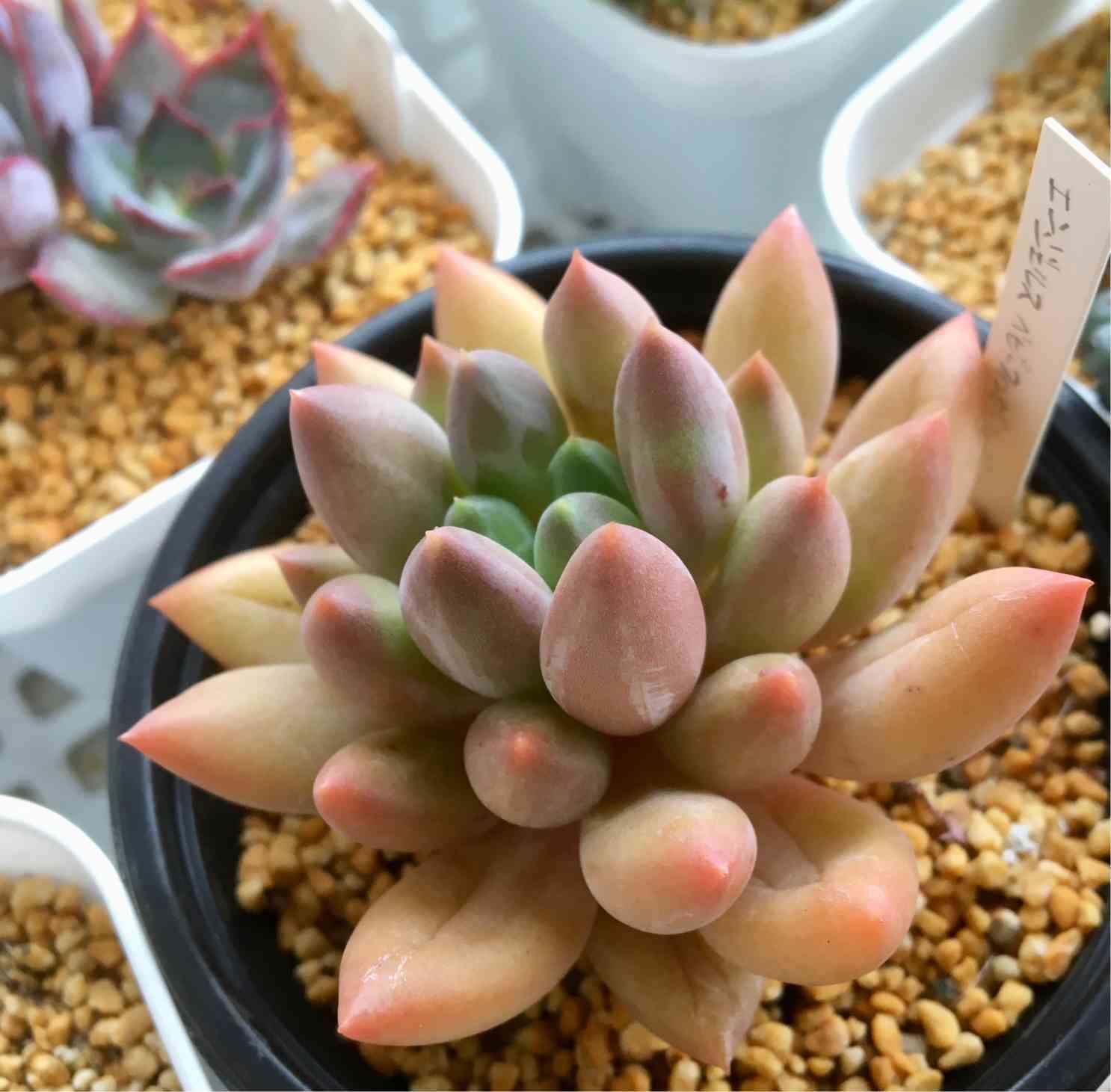 エンジェルフィンガーレッド Jeweled BRAID RED SANDAL 80 | Rene Caovilla®