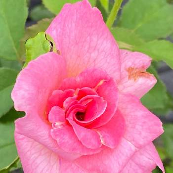 バラ ティファニーの画像 by ♡喜依(kiyori)♡さん | バラ ティファニーと薔薇に魅せられてと薔薇のある暮らし♡とおうち園芸