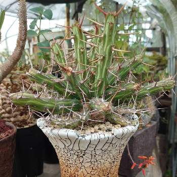 Konect鉢の画像 by 旦那ちゃんさん | Euphorbia sp. aff. actinocladaとユーフォルビアとユーフォルビア属。とおどろおどろ同好会とKonect鉢とvortex