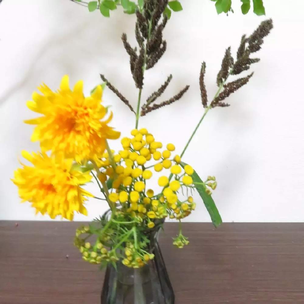 ヒマワリの投稿画像 By さいたまつぼみさん ヒエとタンジーと部屋と埼玉万歳と花いっぱいプロジェクトと黄色い花と埼玉県とつぼみのアレンジと埼玉万歳と花 いっぱいプロジェクトと黄色い花と埼玉県とつぼみのアレンジ 21月8月16日 Greensnap グリーンスナップ
