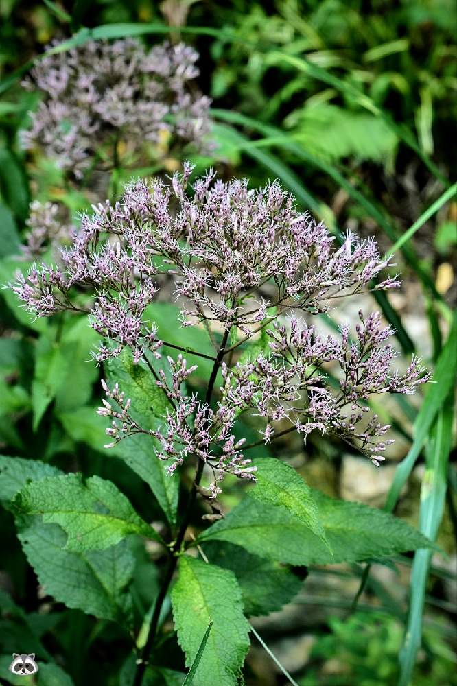 ヒヨドリソウの投稿画像 By ムラタヌキさん お出かけ先と野草と多年草と可愛い と山口県と冠梅園と綺麗 と野草と多年草と可愛い と山口県と冠梅園と綺麗 21月8月16日 Greensnap グリーンスナップ Greensnap グリーンスナップ