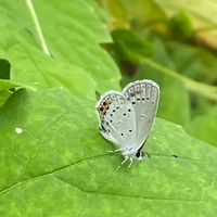 ゴーヤ,花壇,ガーデニング,自家製野菜,ウリ科の画像