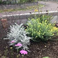 ロータス ブリムストーンの育て方 置き場所は 挿し木や剪定の方法は Greensnap グリーンスナップ ロータス ブリムストーンの育て方 置き場所は 挿し木や剪定の方法は Greensnap グリーンスナップ