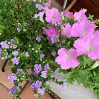 バコパ ステラ の育て方 種まき時期や増やし方は 寄せ植え方法は Greensnap グリーンスナップ