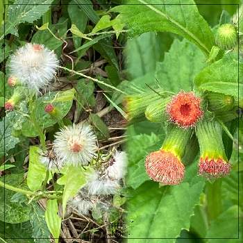 下向きに咲く花の投稿画像一覧 Greensnap グリーンスナップ