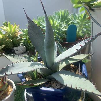 アガベ 屈原の舞扇の投稿画像一覧 Greensnap グリーンスナップ