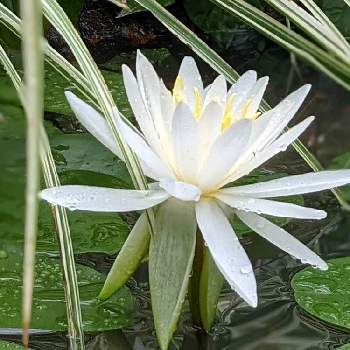 ハス・スイレン✽の画像 by 秋草さん | 広い庭とススキとスイレンと白い花シリーズ❣️と白・しろ・ホワイトとハス・スイレン✽と池♡と白い花と白い花マニアとススキ✽