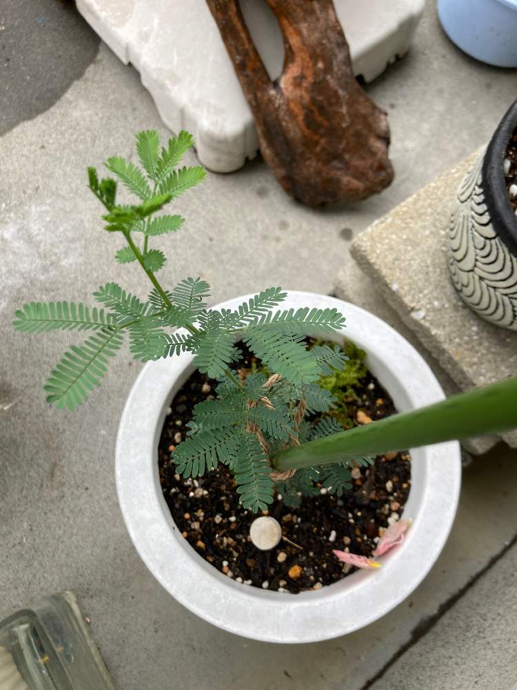 ミモザの成長記録 随時更新 種から Greensnap グリーンスナップ