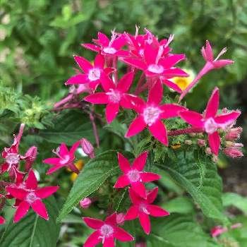 吉本花城園の投稿画像一覧 Greensnap グリーンスナップ