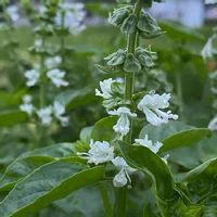 センスが光るチェリーセージの使い方をご紹介します Greensnap グリーンスナップ