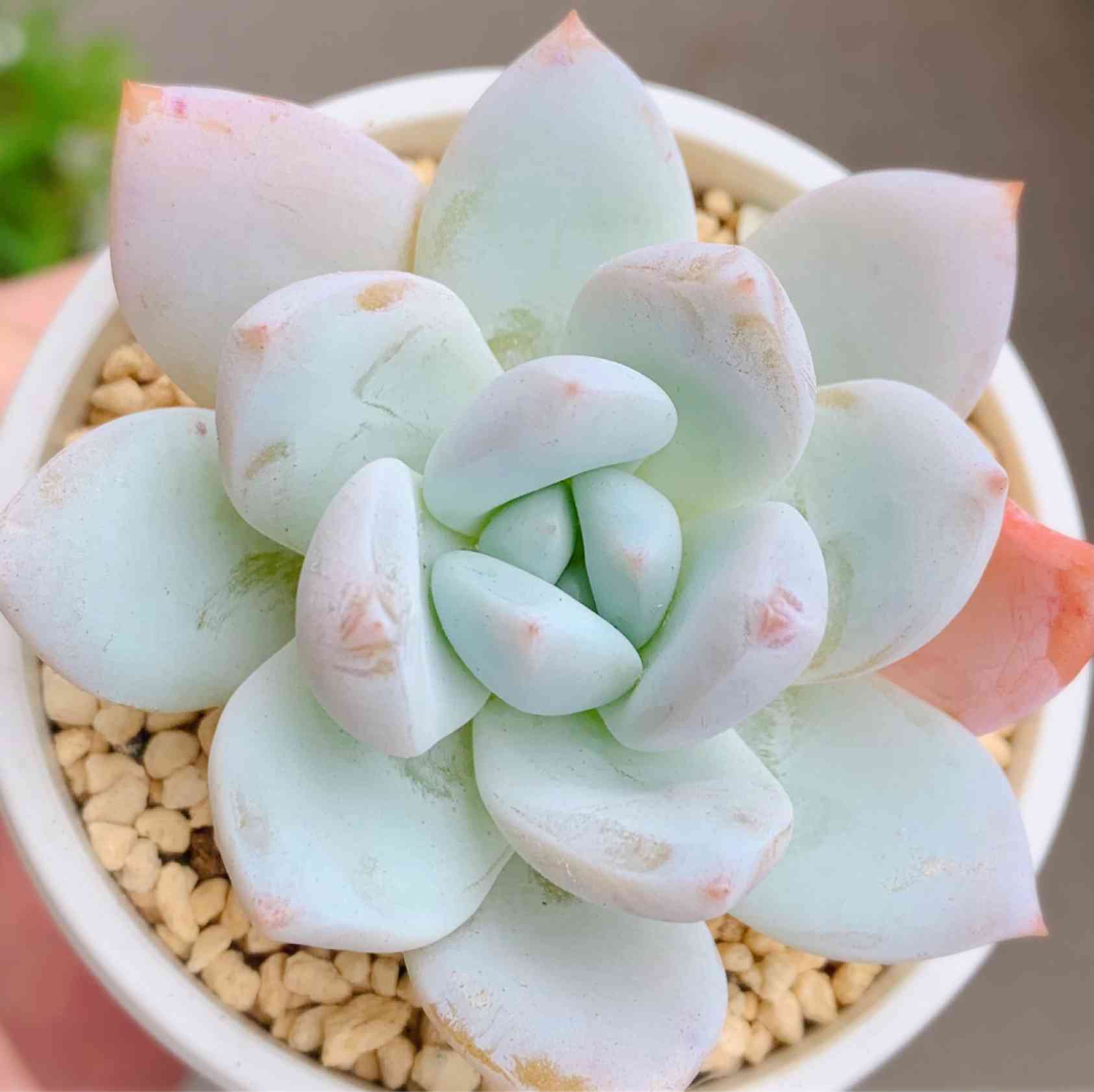 象牙スペシャルの一覧｜🍀GreenSnap（グリーンスナップ）