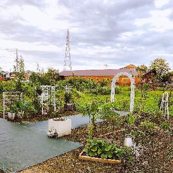 ガーデンアーチdiyの投稿画像一覧 Greensnap グリーンスナップ