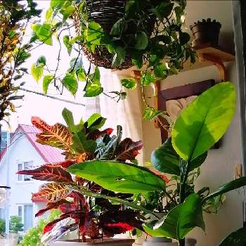 クロトン エクセレントの投稿画像一覧 Greensnap グリーンスナップ