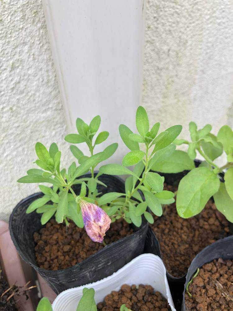 ナス科カリブラコア属カリブラコア Greensnap グリーンスナップ