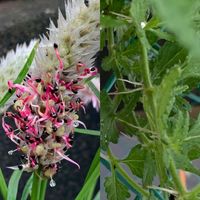 ケイトウ,バーベナ,ケイトウホルン,タネ,花のある暮らしの画像