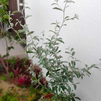 グミ科 の投稿画像一覧 Greensnap グリーンスナップ