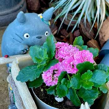 トトロの投稿画像一覧 Greensnap グリーンスナップ