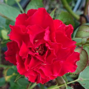 オマージュ・ア・バルバラの画像 by *mi*さん | 小さな庭と薔薇♪と鉢薔薇とオマージュ・ア・バルバラとばら バラ 薔薇