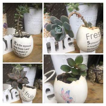 卵の殻の投稿画像一覧 Greensnap グリーンスナップ