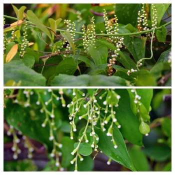 雄花と雌花の投稿画像一覧 Greensnap グリーンスナップ