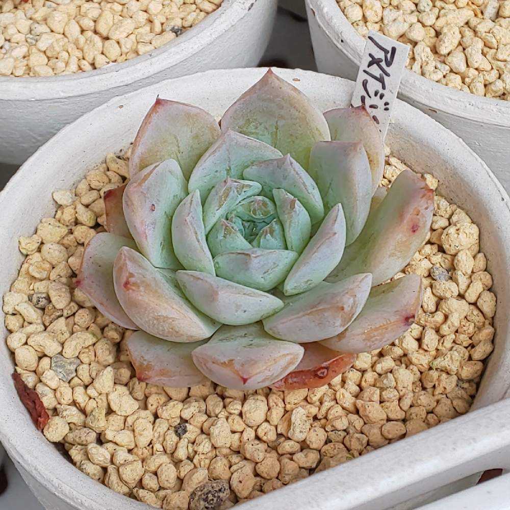 鉢ごと　多肉植物　アメイジンググレイス錦　抜き苗 多肉植物アメイジンググレイス錦抜き苗