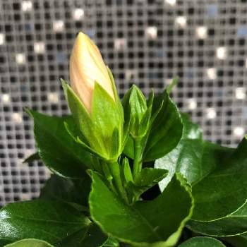 可愛いつぼみの投稿画像一覧 Greensnap グリーンスナップ