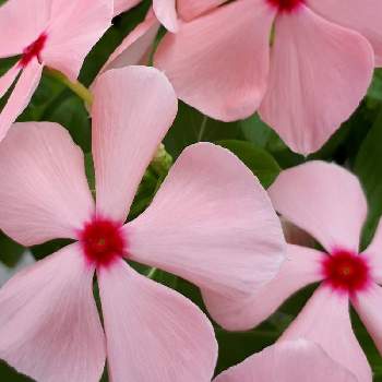 ニチニチソウの花の画像 by ふじさん | お出かけ先とはなのある暮らしとピンクと庭のある暮らしとニチニチソウの花と多様性を愛する会とmiakisisa