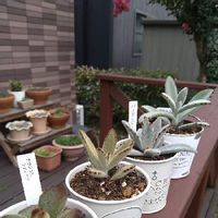 月兎耳 ツキトジ の育て方 水やり頻度は きれいな形を保つコツは Greensnap グリーンスナップ