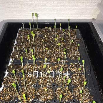 カーボログランリーフの投稿画像一覧 Greensnap グリーンスナップ