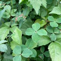 ブラッククローバーの育て方 種まきや植え替えの時期は Greensnap グリーンスナップ ブラッククローバーの育て方 種まきや植え替えの時期は Greensnap グリーンスナップ