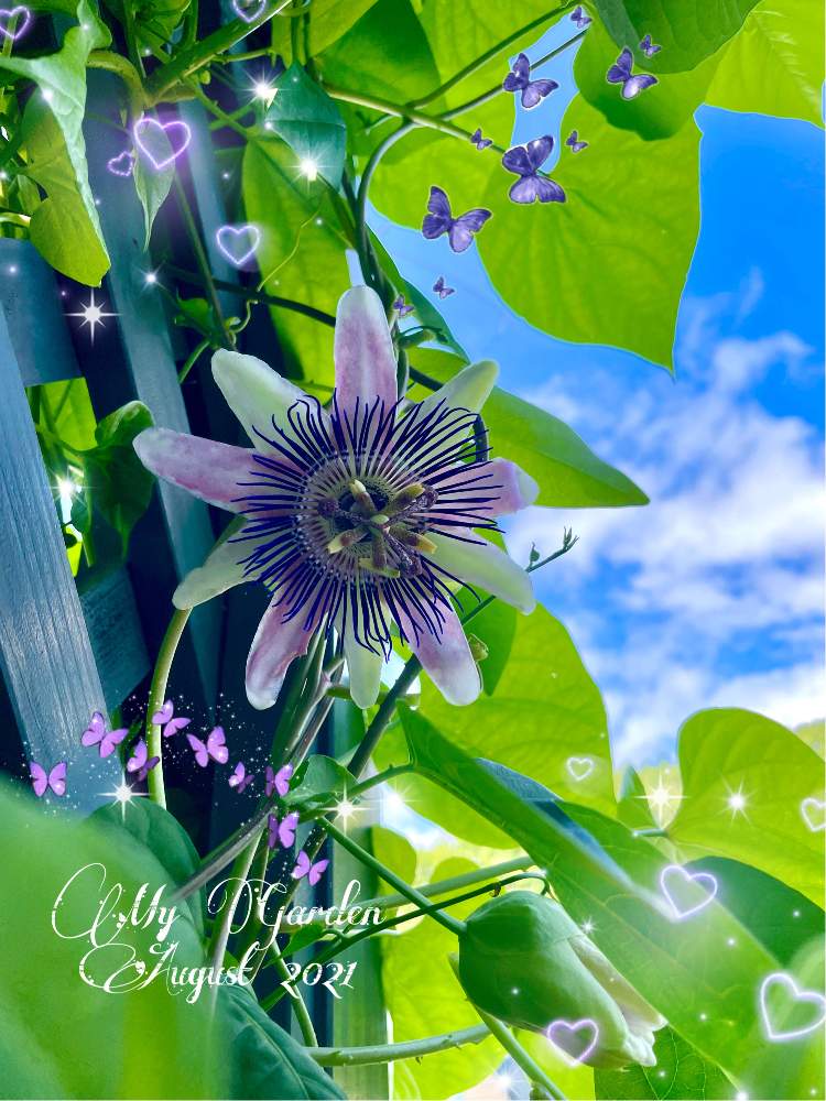バルコニー/ベランダの画像 by youkoさん | バルコニー/ベランダと時計草の花とほっかいどー！と雲仲間と元気に育ててますよ