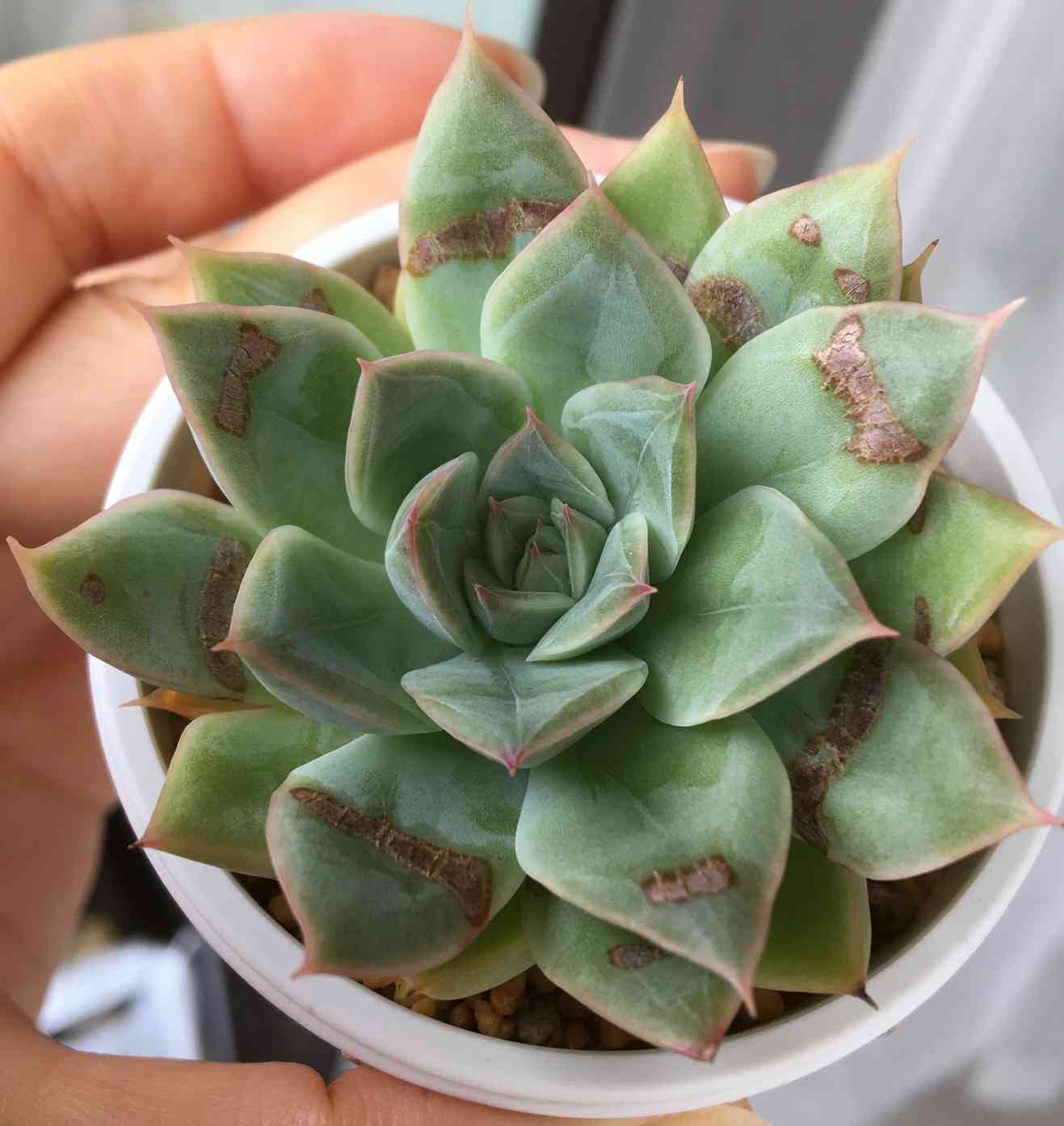 2021夏の被害(腐れ神以外)｜🍀GreenSnap（グリーンスナップ）