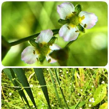 上三依湿性植物園の画像 by naoさん | ヘラオモダカと山野草と湿地と上三依湿性植物園