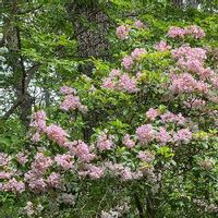 カルミアの育て方 植え付けや植え替えの時期 剪定方法は Greensnap グリーンスナップ