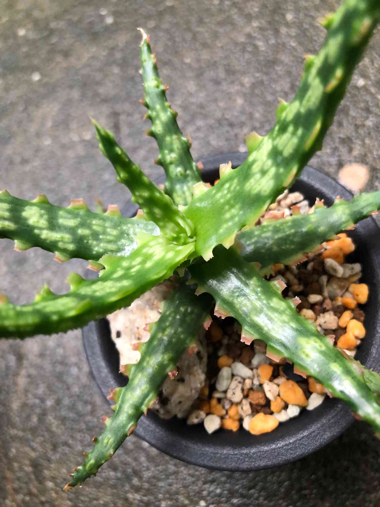N. ガーゴイル ハイブリッド アロエ 多肉植物 2株セット 971 641 アロエ・ガーゴイル｜🍀GreenSnap（グリーンスナップ）