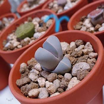 魔玉の投稿画像一覧 Greensnap グリーンスナップ