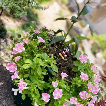 ストレスフリーの投稿画像一覧 Greensnap グリーンスナップ