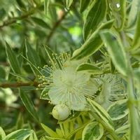 ギンバイカ 銀梅花 の育て方 剪定方法は 鉢植えでも育てられる Greensnap グリーンスナップ