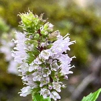 ミントの花の投稿画像一覧 Greensnap グリーンスナップ