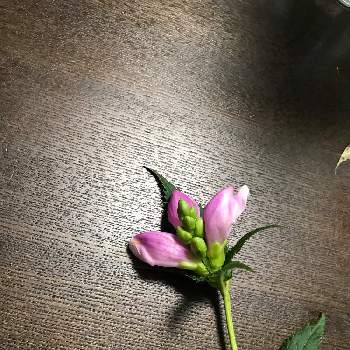 この花の名前を教えてください 人 の投稿画像一覧 Greensnap グリーンスナップ